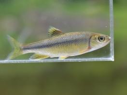 생물다양성과 우리동네 물고기이야기(17) 기사 이미지