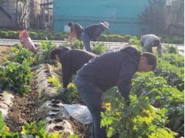 파주시 법원읍 대능5리 김인호 이장, ‘사랑의 김장무 1,000개’ 나눔 기사 이미지