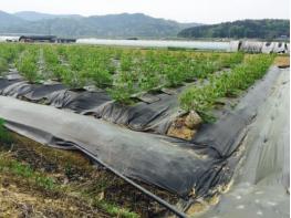 파주시, 2026년 환경친화형 농자재 지원사업 신청 시작 기사 이미지