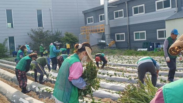 파주시 교하동 남·여 새마을지도자협의회 사랑의 고구마 심기 행사