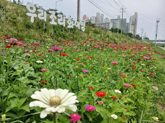 파주시 조리읍, 공릉천 수변공원 백일홍 만개… 여름 경관 ‘활짝’