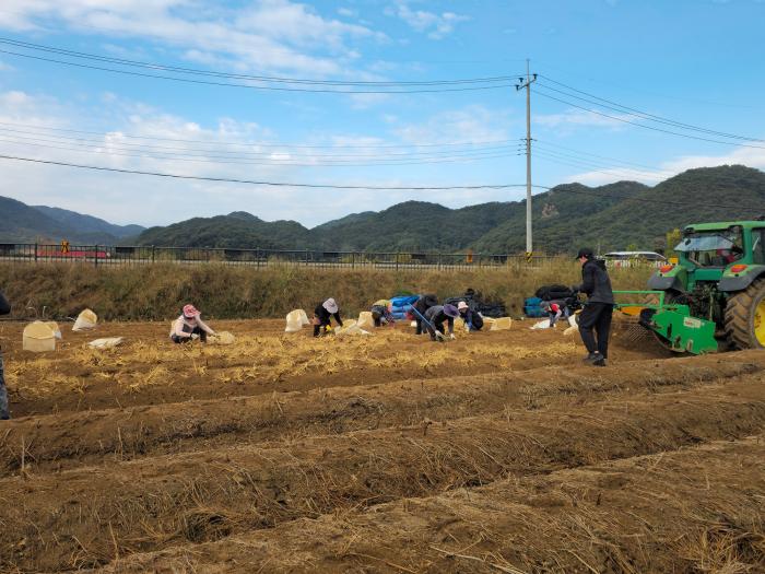 믿고 먹는 6년근 인삼…‘제21회 파주개성인삼축제’준비 총력